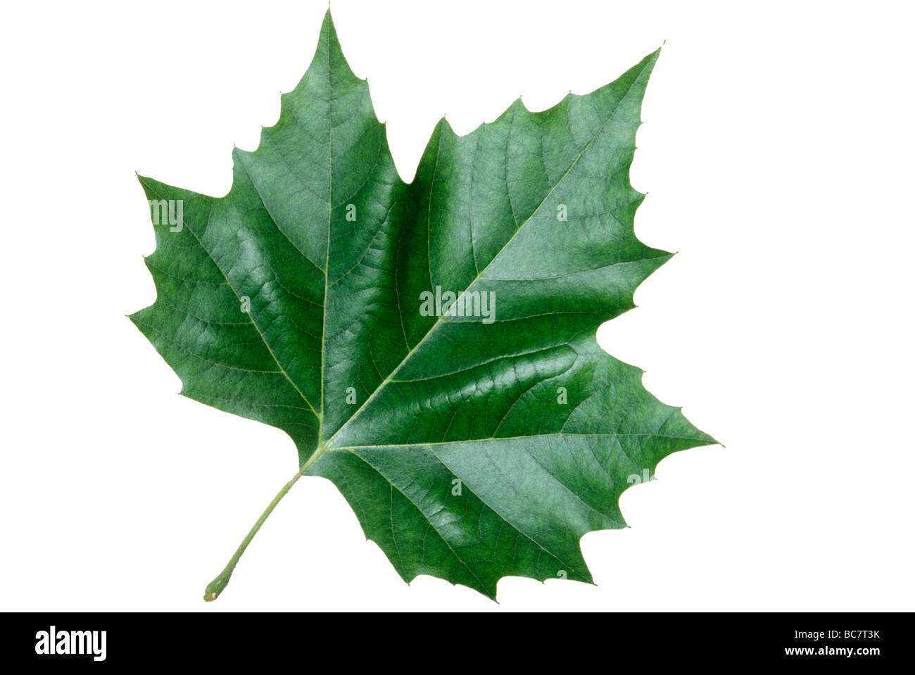 Norway Maple Leaf, Acer platanoides Stock Photo