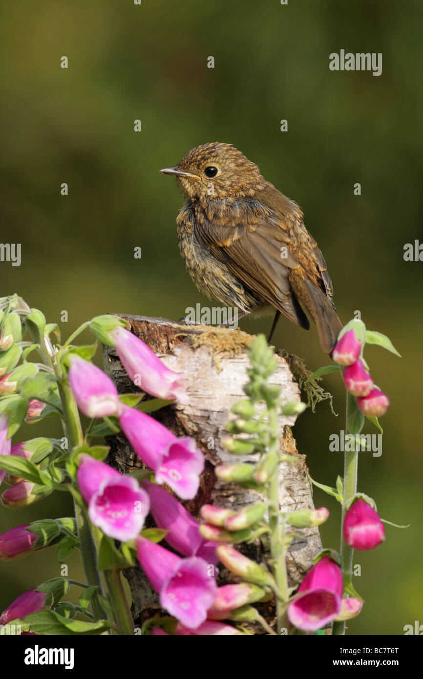 Robin Erithacus rubecula juvenile perched on a silver birch log surrounded by pink foxglove flowers Stock Photo