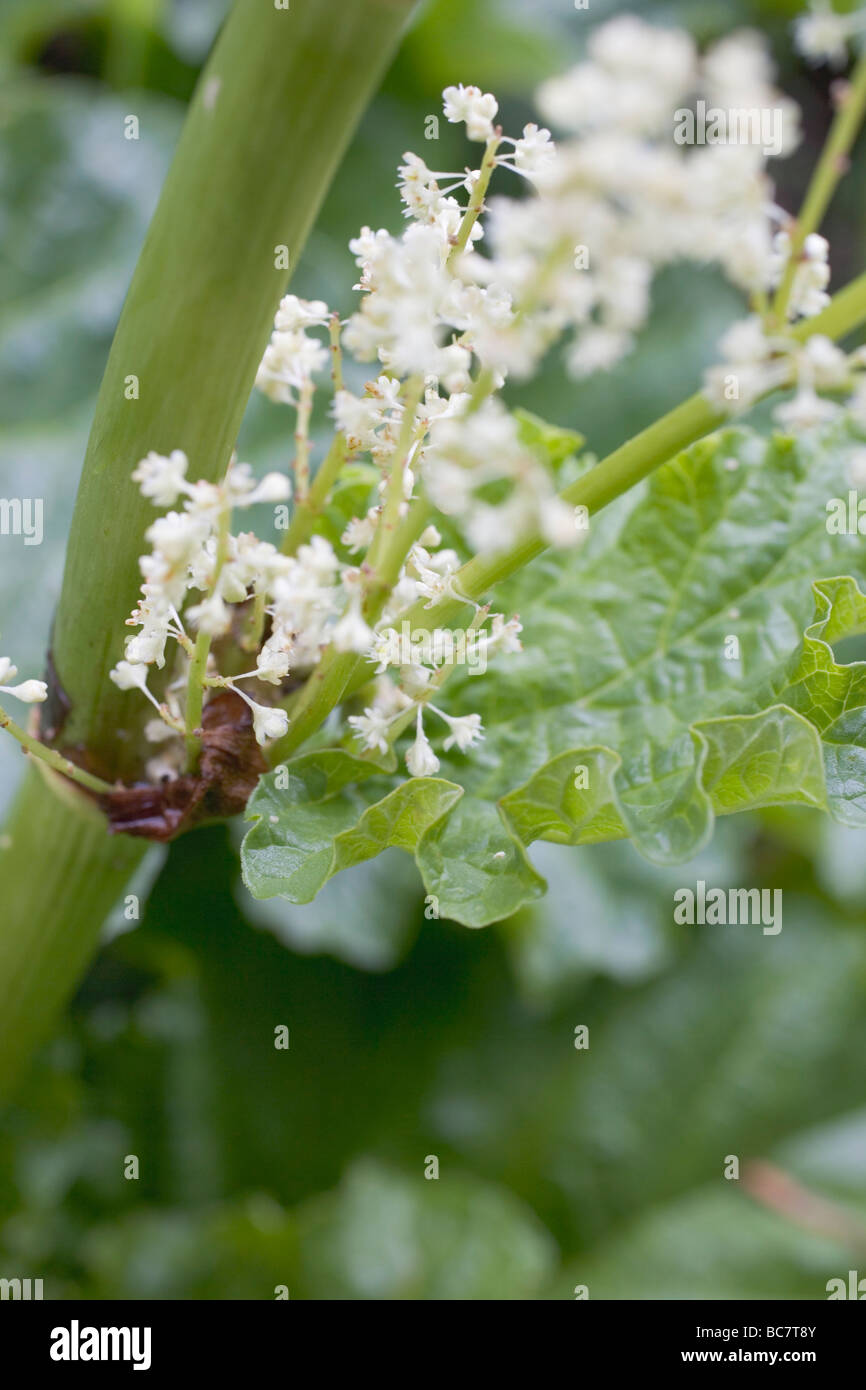 Rhubarb with flowers - Stock Photo
