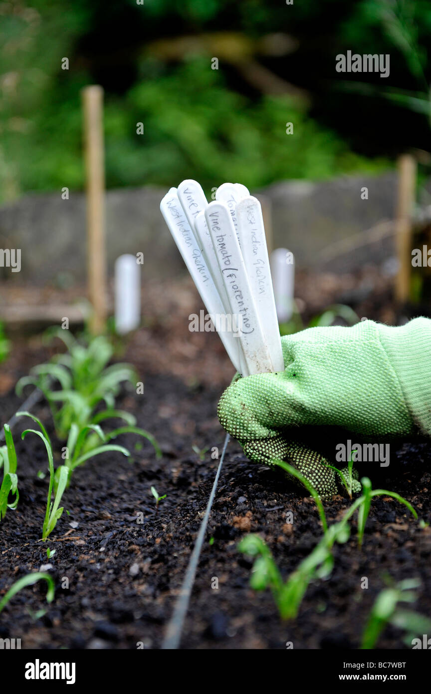 a gardener tends to raised beds full of home grown organic salad leaves and vegetables, pictured holding plastic plant tags Stock Photo