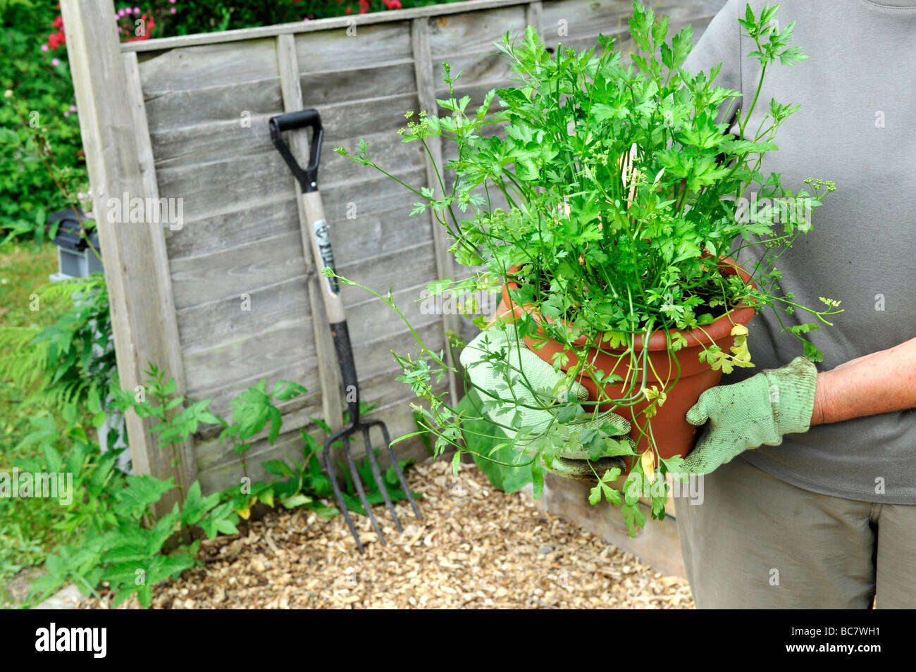 a gardener tends to raised beds full of home grown organic salad leaves and vegetables, pictured holding organic parsley plant Stock Photo
