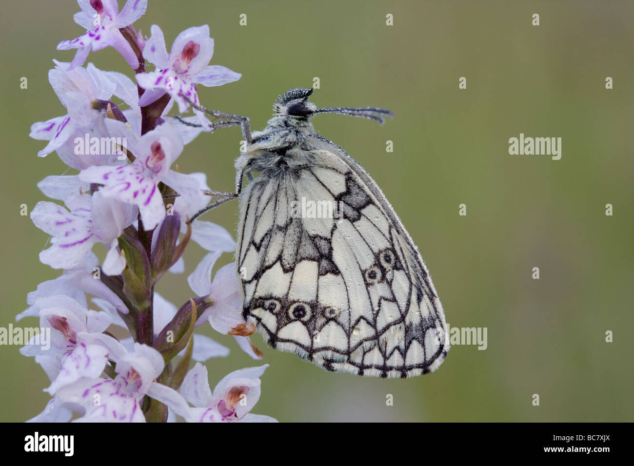 Marbled White Melanargia galathea butterfly roosting on Common Spotted Orchid Dactylorhiza fuchsii, Herefordshire. Stock Photo