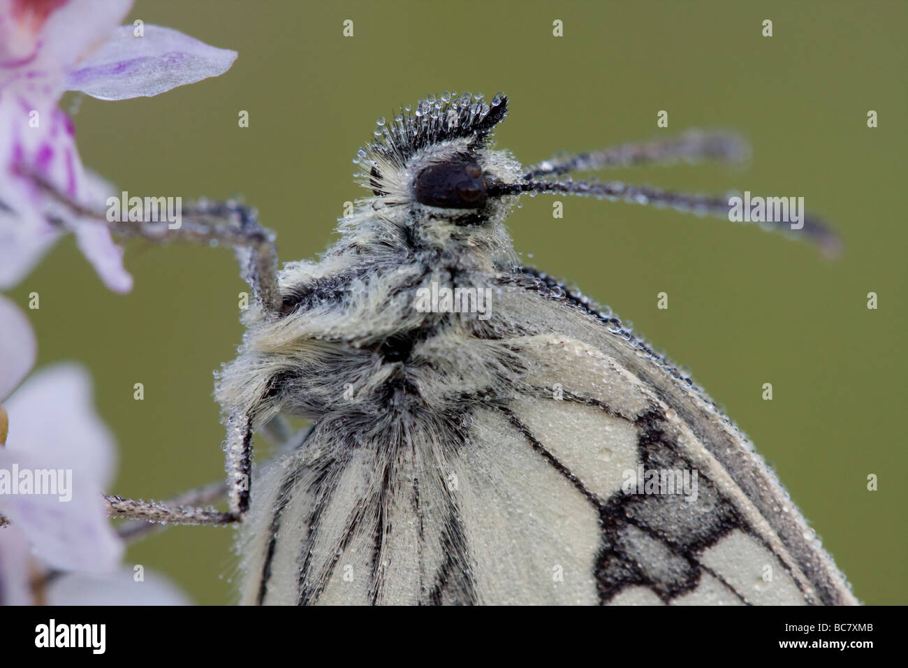 Marbled White Melanargia galathea butterfly roosting on Common Spotted Orchid Dactylorhiza fuchsii, Herefordshire. Stock Photo