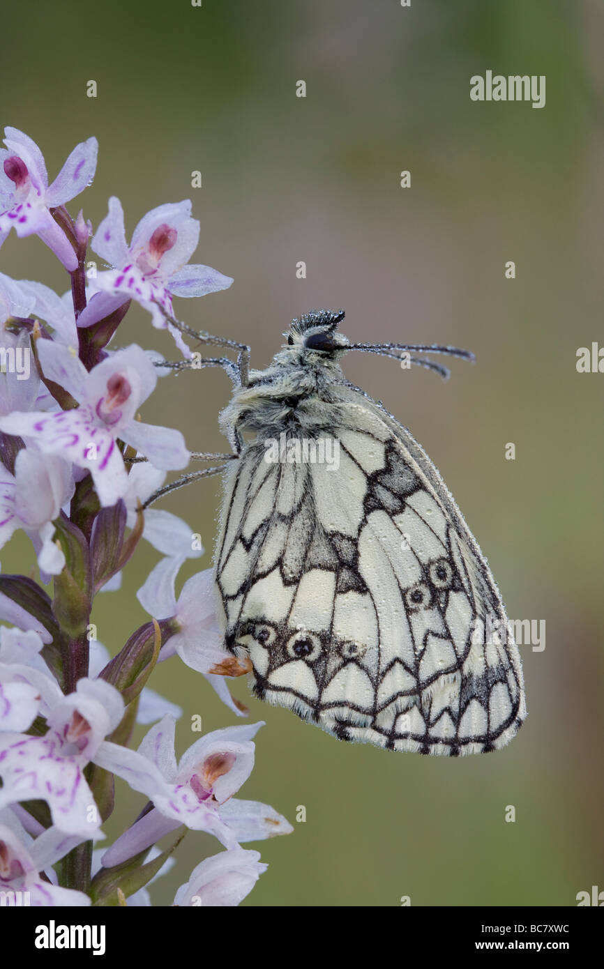 Marbled White Melanargia galathea butterfly roosting on Common Spotted Orchid Dactylorhiza fuchsii, Herefordshire. Stock Photo