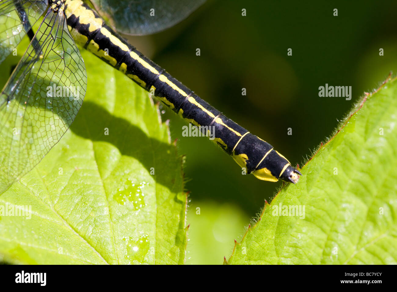 Close up of Clubtailed Dragonfly Gomphus vulgatissimus tail resting