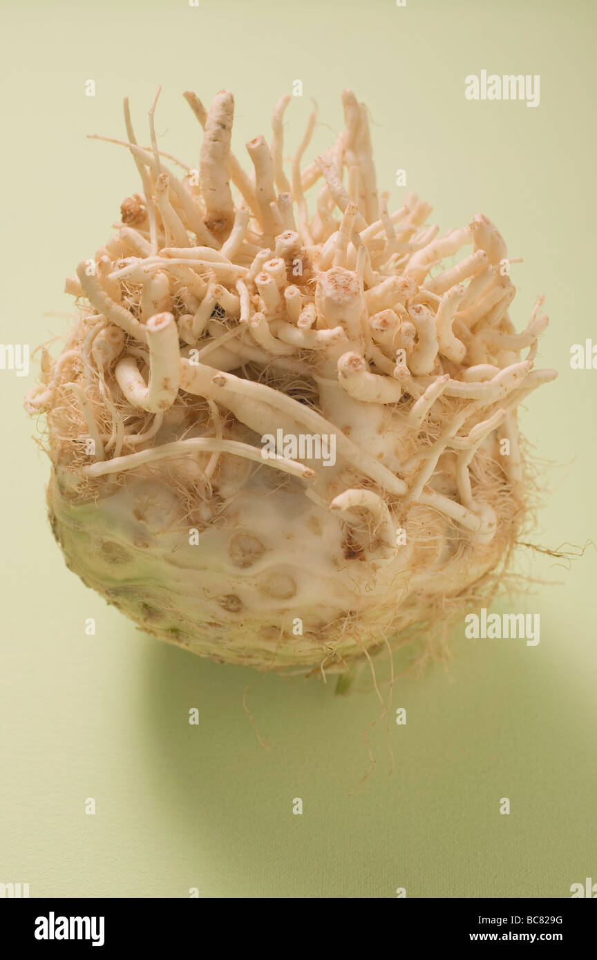 A celeriac root Stock Photo - Alamy