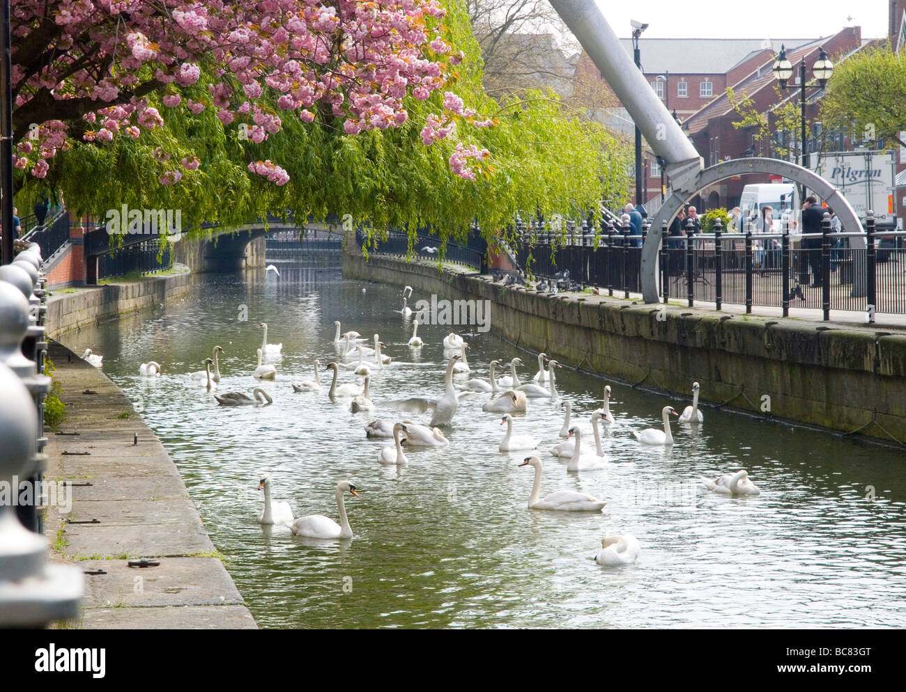 Swans on the River Witham at the City Square in Lincoln City Centre, Lincolnshire England UK Stock Photo