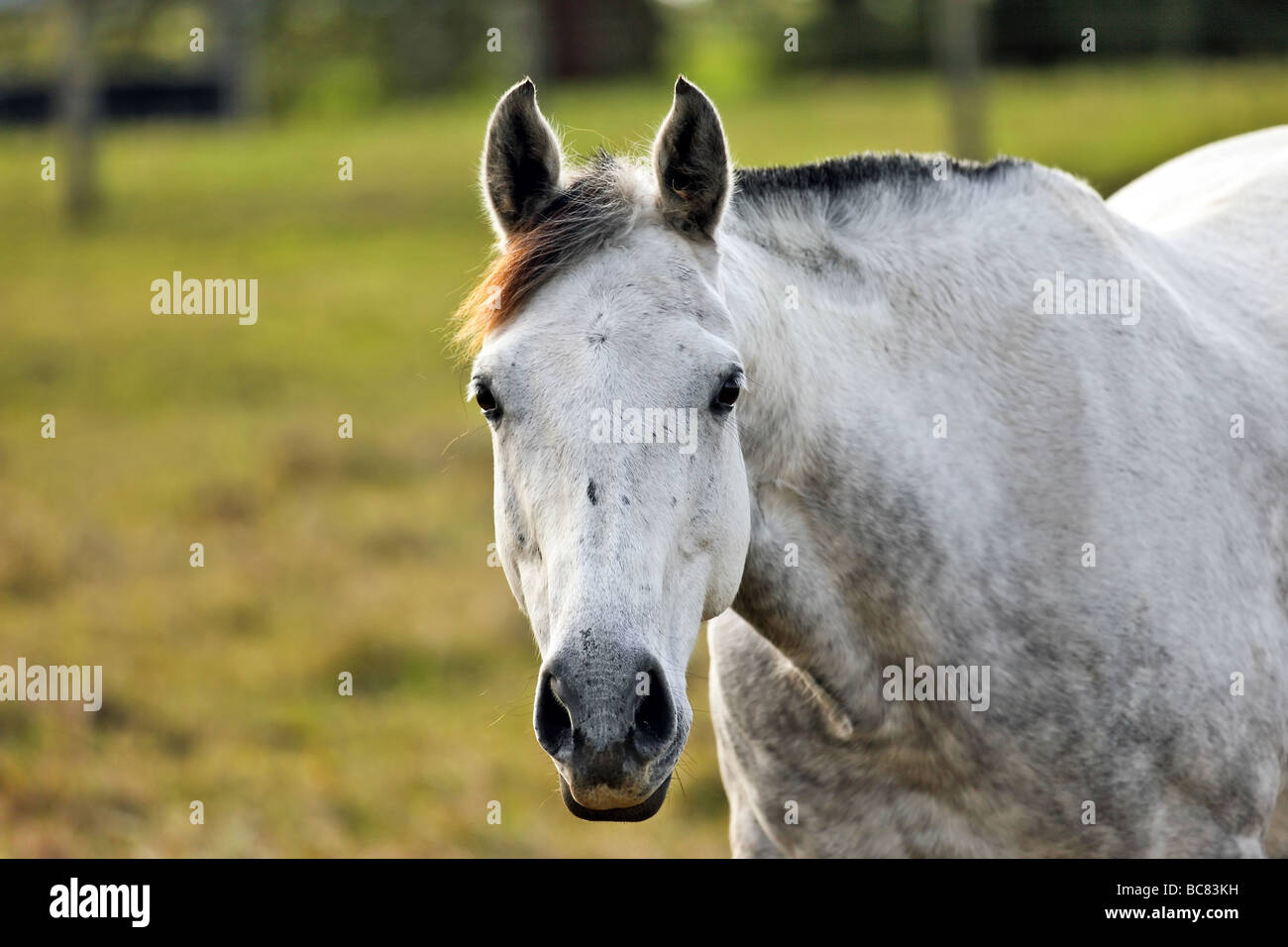 Pale horse hires stock photography and images Alamy