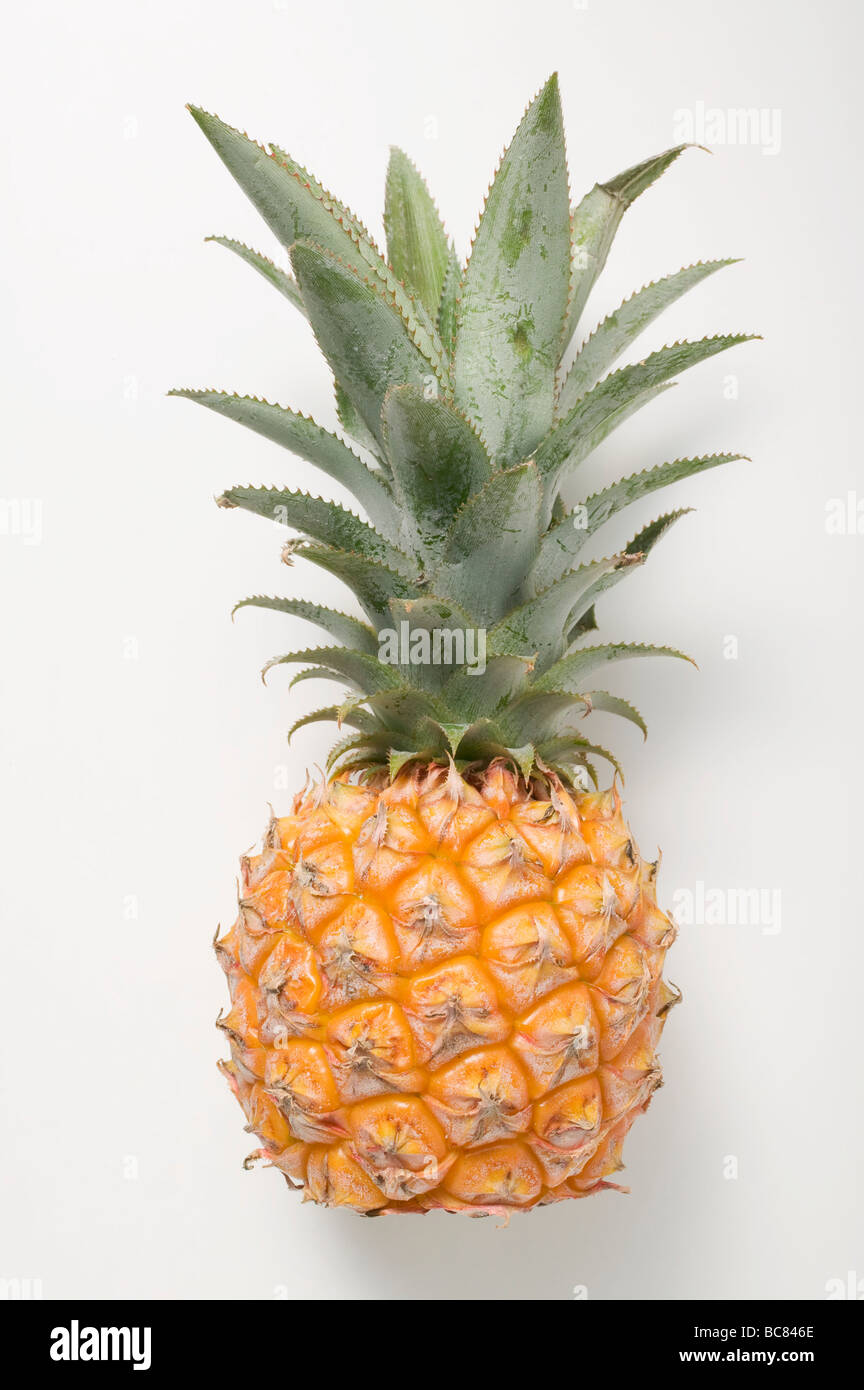 A baby pineapple Stock Photo Alamy