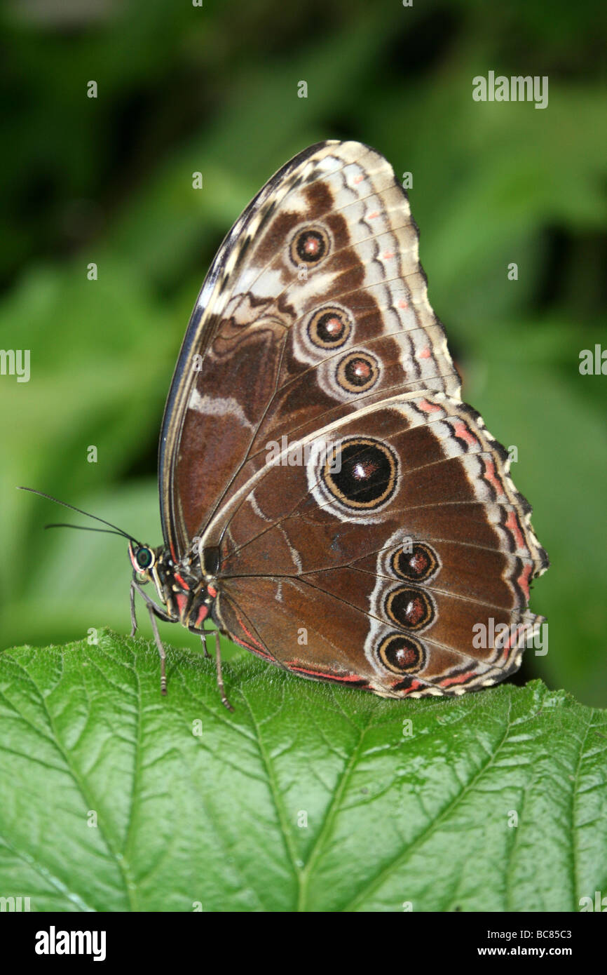 Peleides Blue Morpho Morpho peleides Butterfly With Folded Wings Taken At Chester Zoo, England, UK Stock Photo