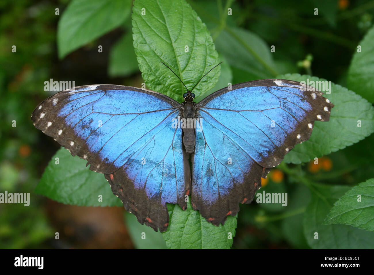 Peleides Blue Morpho Morpho peleides Butterfly Taken At Chester Zoo, England, UK Stock Photo