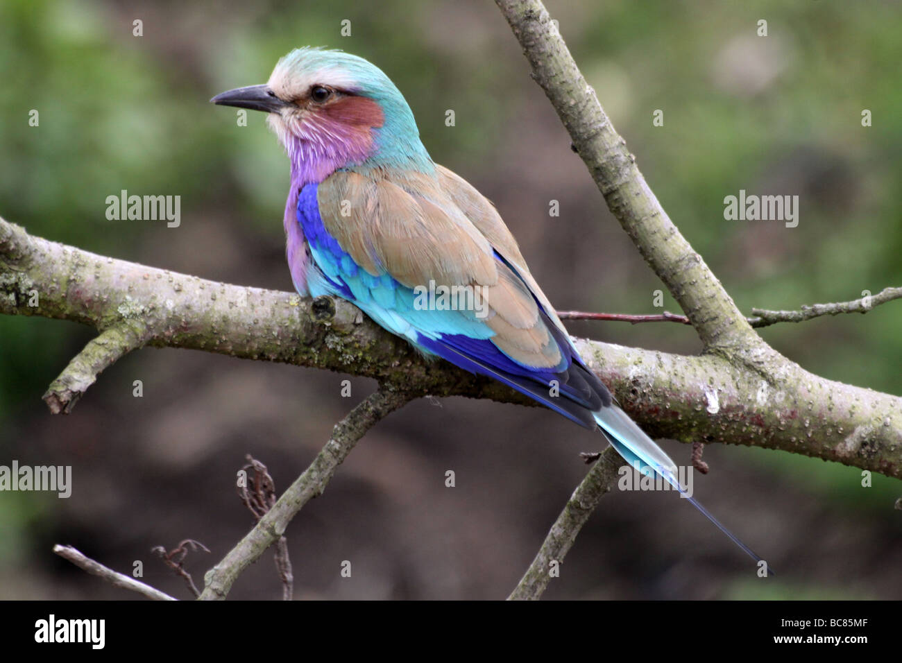 Lilac-breasted Roller Coracias caudatus Taken At Chester Zoo, England, UK Stock Photo