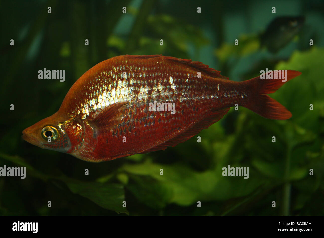 Red Rainbowfish Glossolepis incisus Taken At Chester Zoo, England, UK Stock Photo