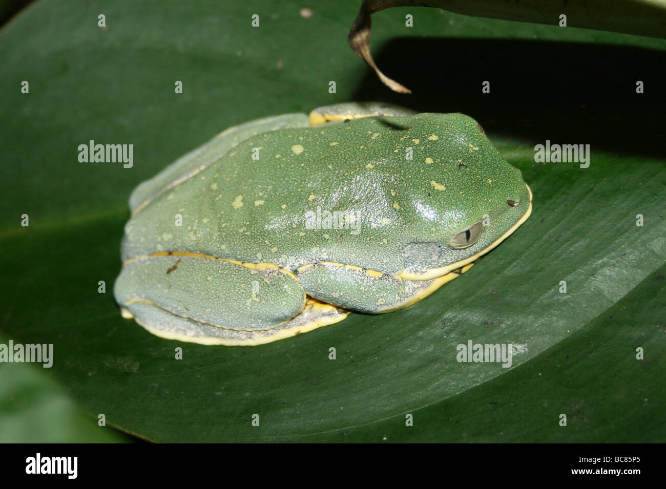 Splendid Leaf Frog Cruziohyla calcarifer Taken At Chester Zoo, England, UK Stock Photo