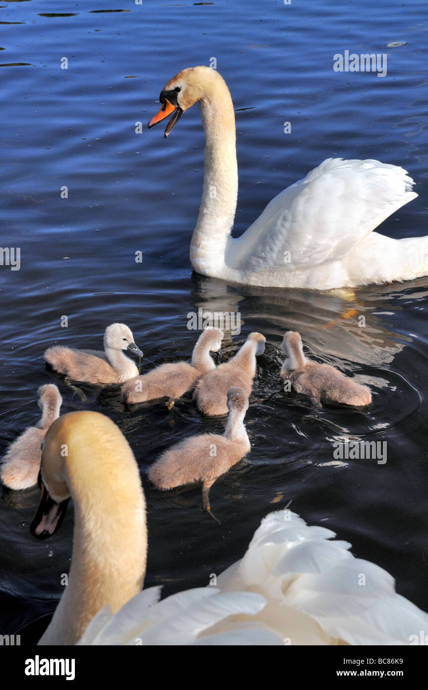 Male and female Mute swans with their cygnets. Stock Photo