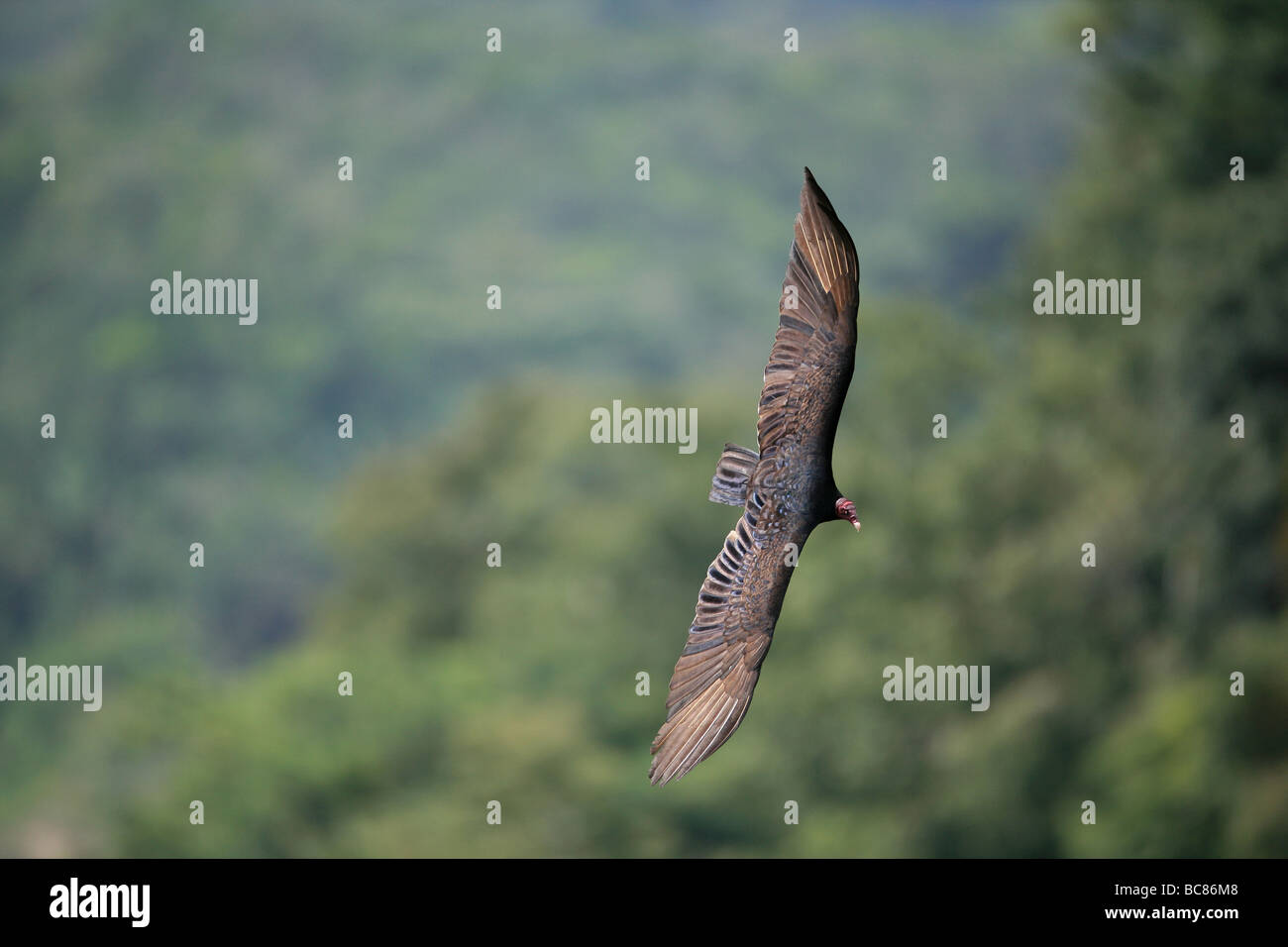 Turkey vulture, Cathartes aura, soaring over the rainforest in the interior of the Cocle province, Republic of Panama. Stock Photo