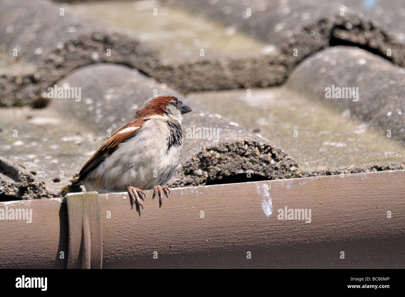 A male house sparrow sits on the gutter of a roof. Stock Photo