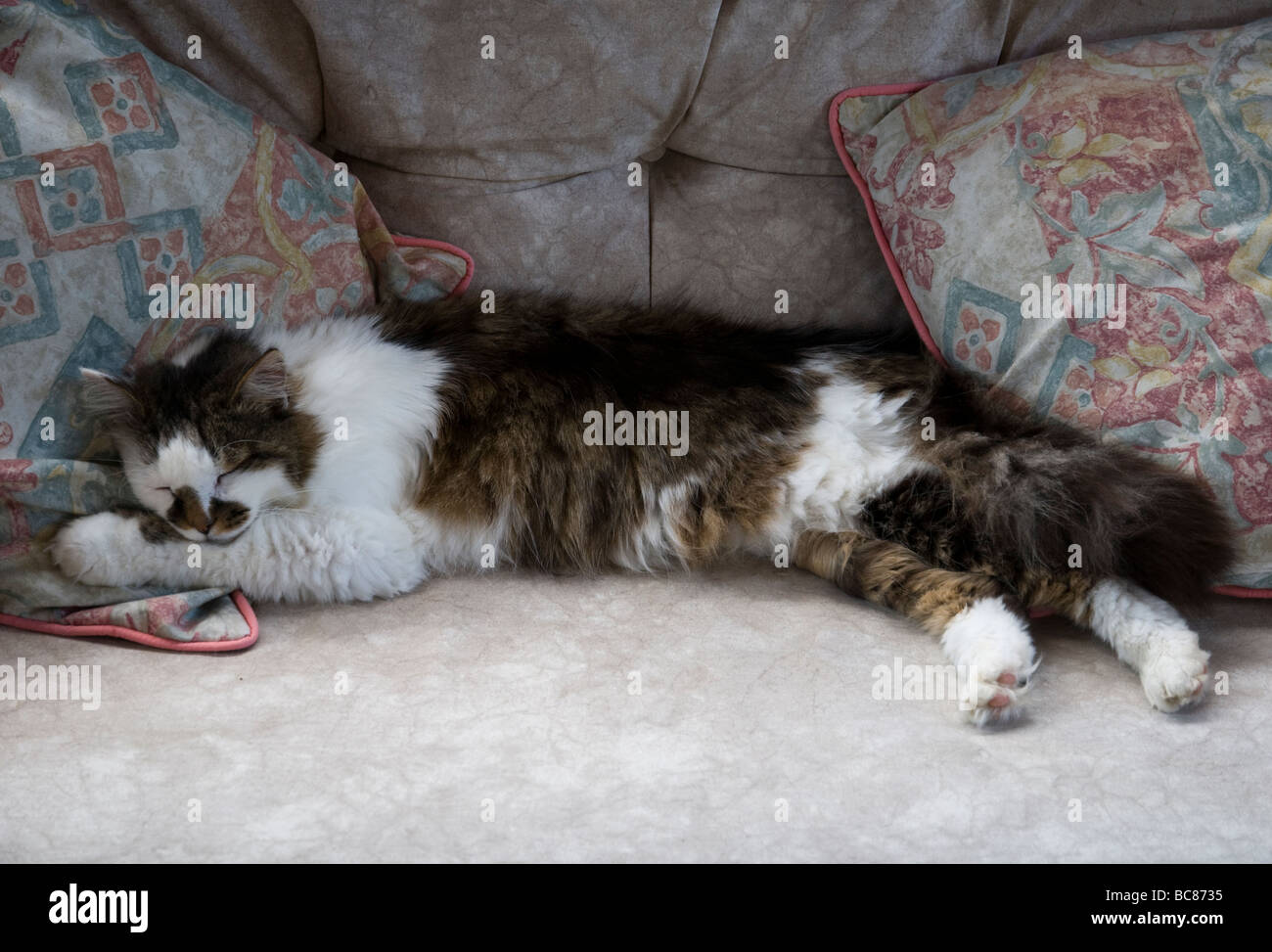 A sleeping cat, stretched out, on a sofa with cushions. Stock Photo
