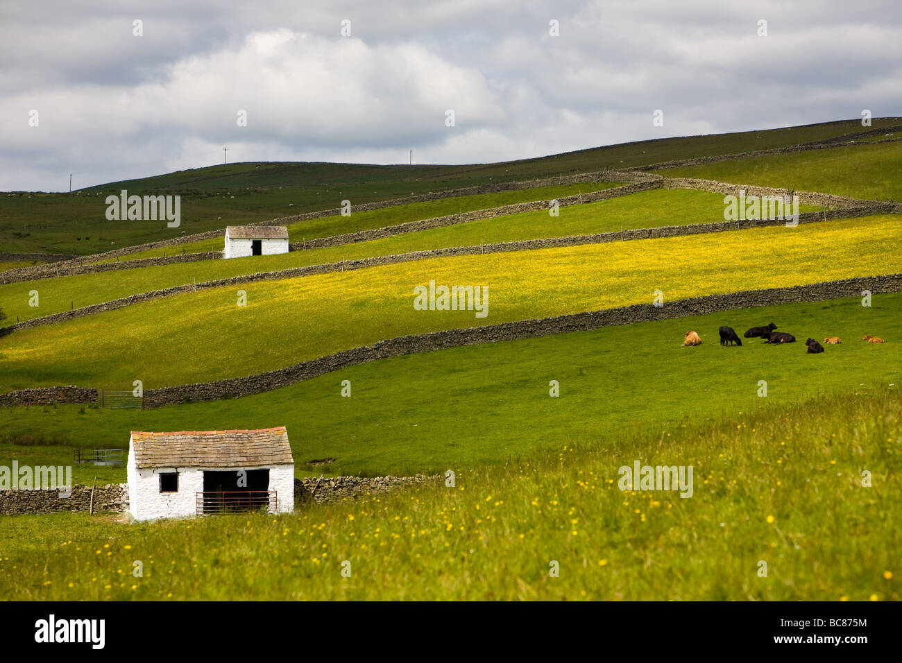 Field Barns and Meadow at Bowlees Teesdale England Stock Photo