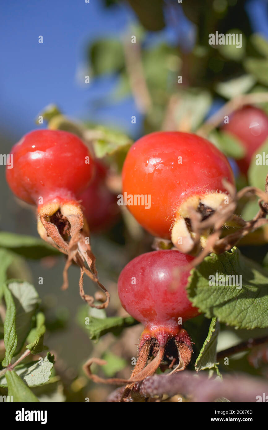 Rose hips close up hi-res stock photography and images - Alamy