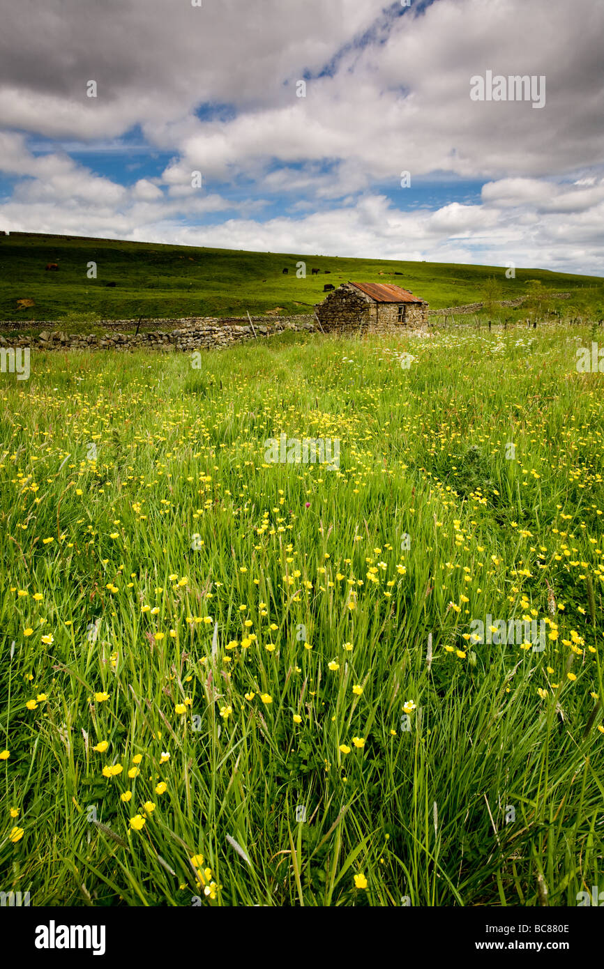 Wild Flowers and an Old Barn near Langdon Beck Teesdale England Stock Photo