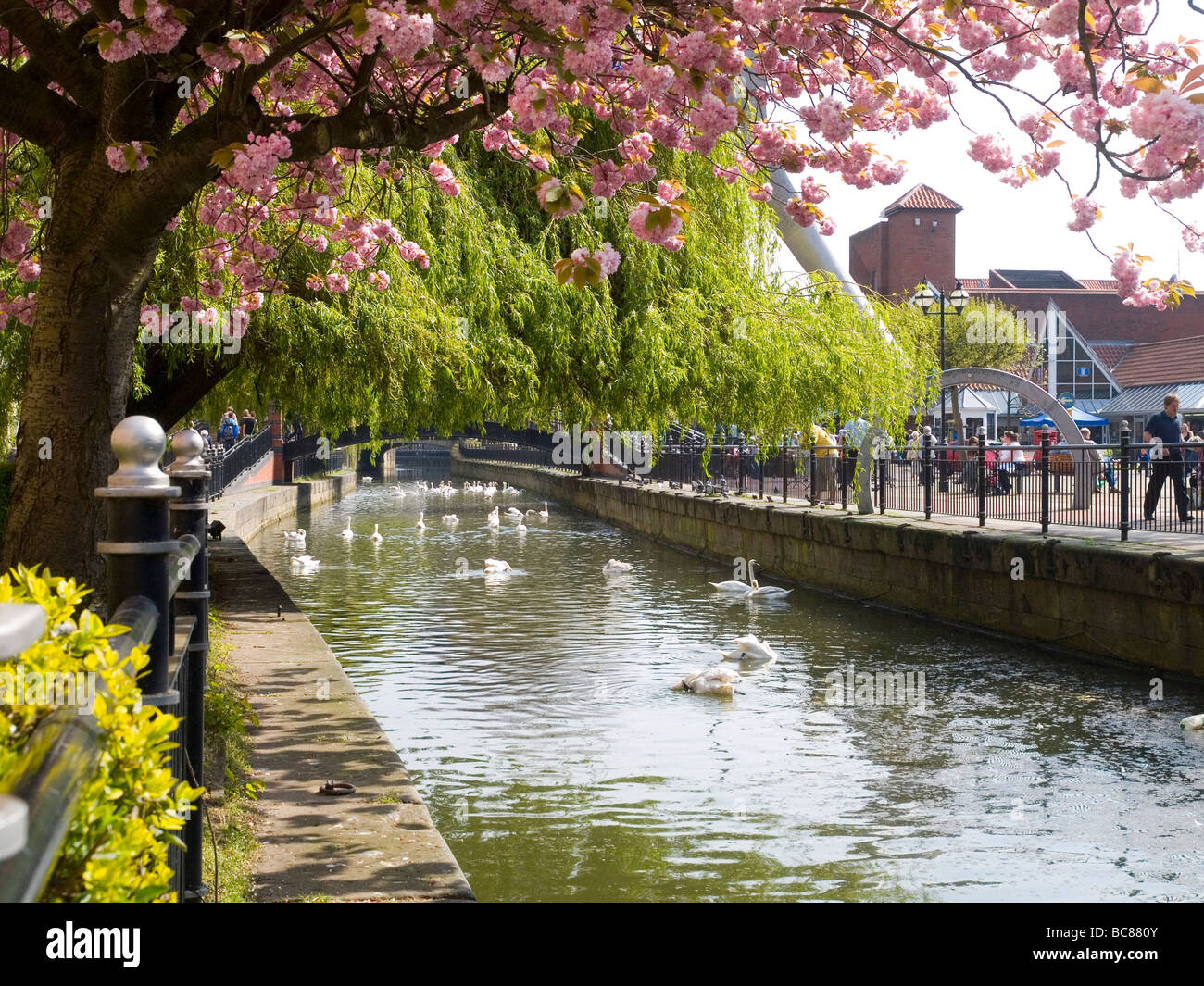 Swans on the River Witham in Lincoln City Centre, Lincolnshire England UK Stock Photo