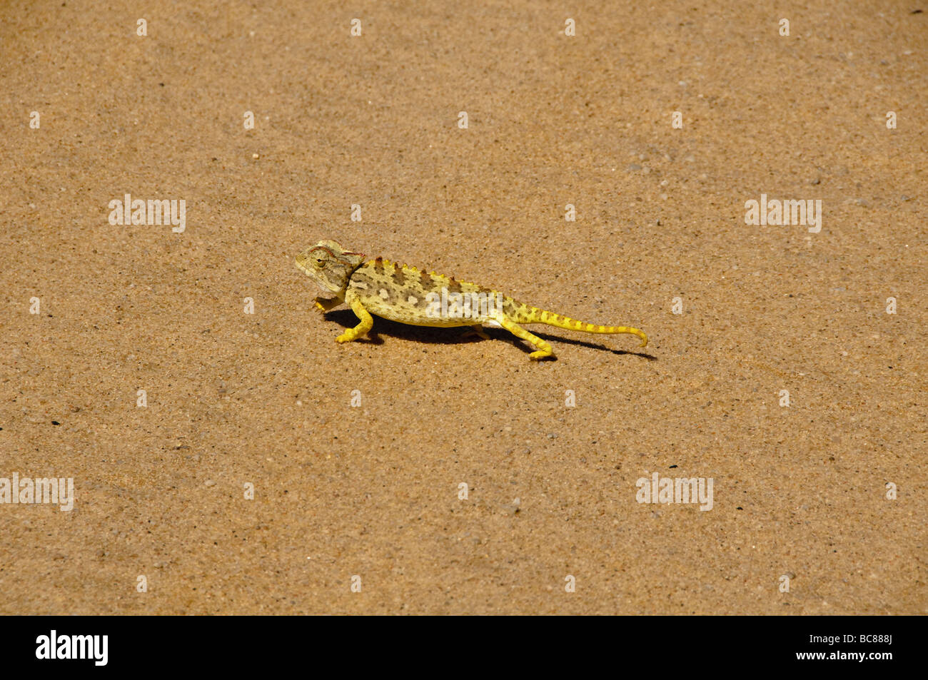 Namaqua chameleon one of the little five of the desert along the Skeleton Coast in Namibia Stock Photo