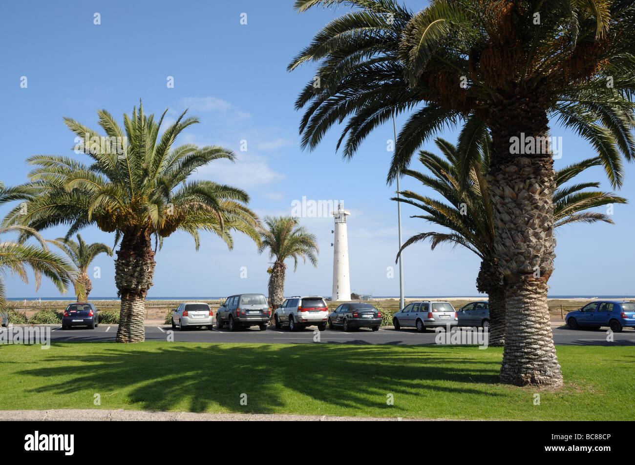 Palm Trees in Jandia Playa, Fuerteventura, Canary Islands, Spain Stock Photo