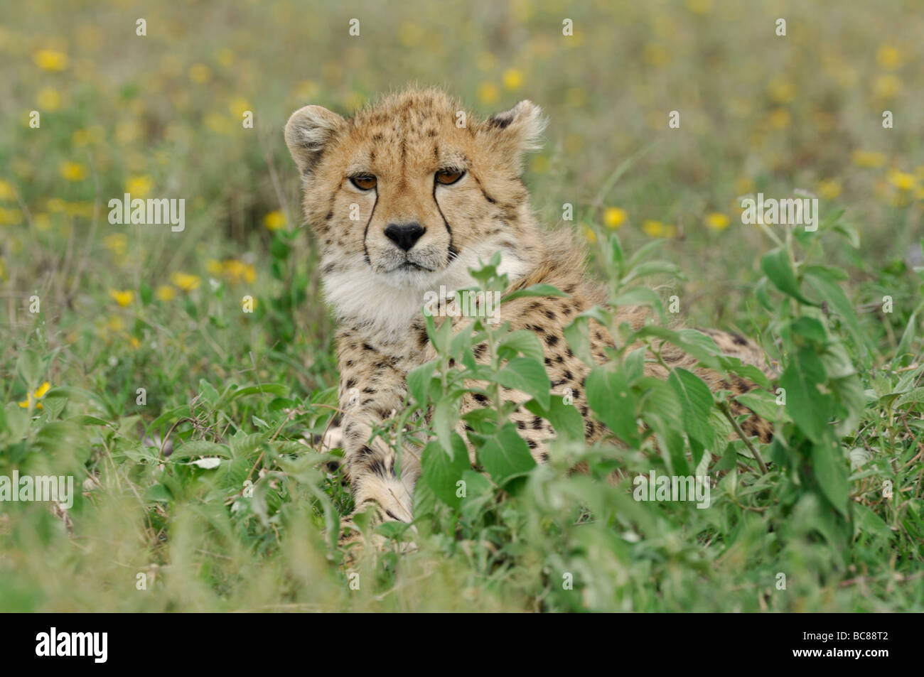 Stock photo of a young cheetah resting in th grass, Serengeti National Park, Tanzania, February 2009. Stock Photo