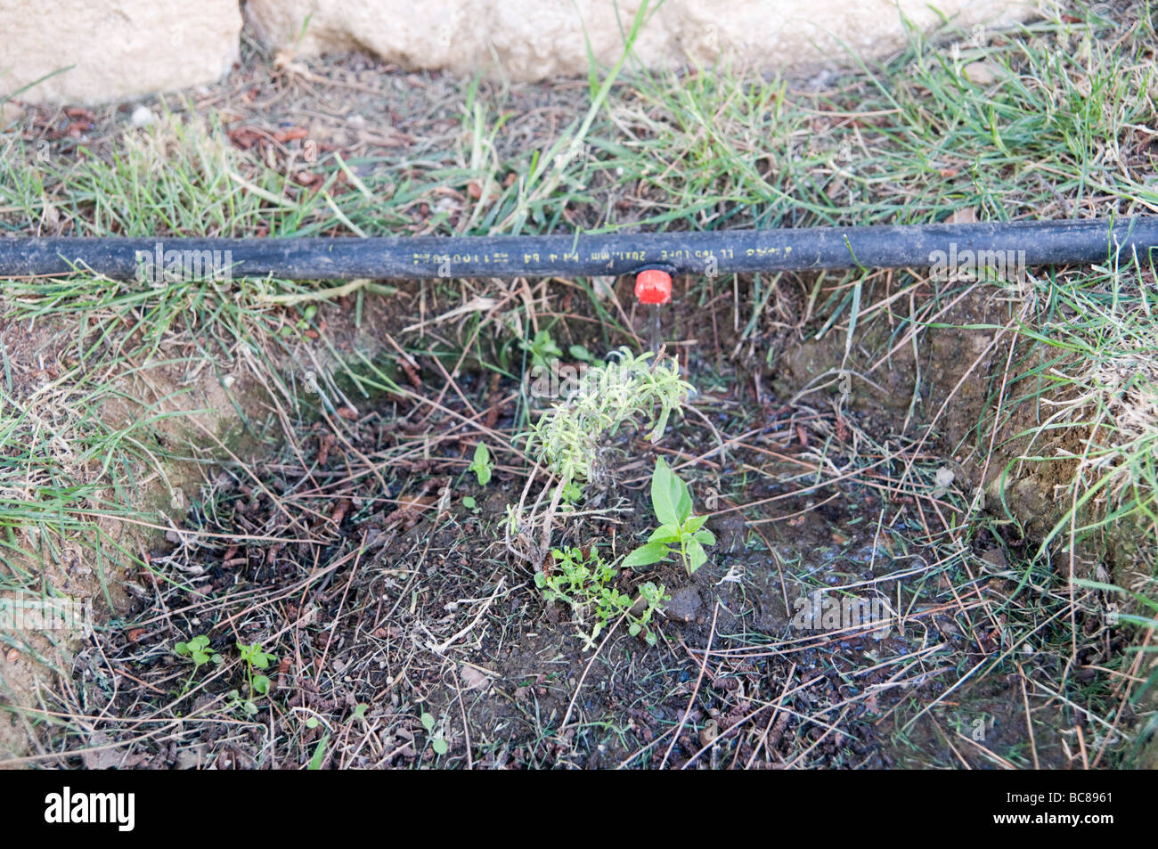 Garden watering system Drip irrigation system watering plants in a garden Drip irrigation is an efficient way to save water Stock Photo