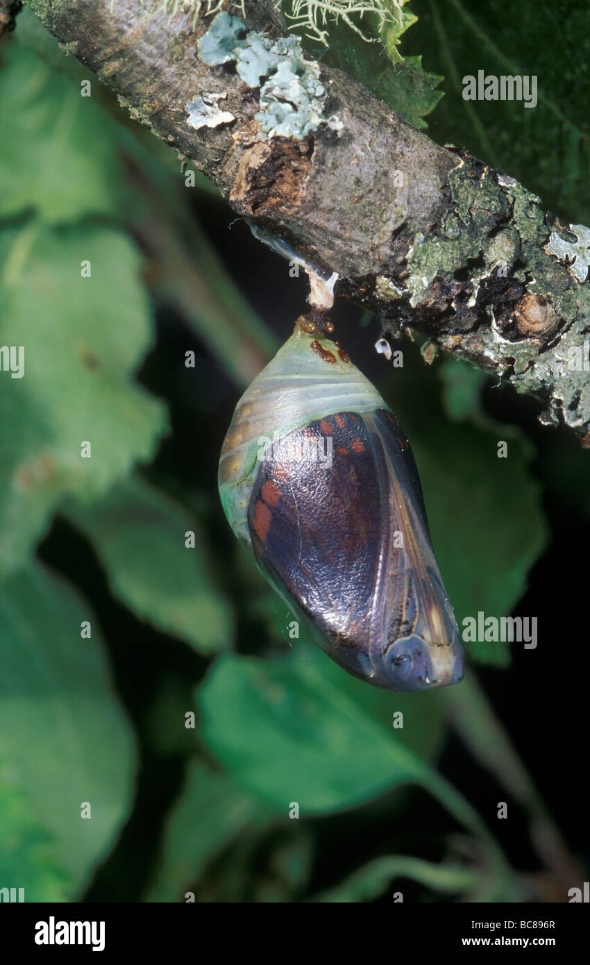 Butterfly chrysalis hanging from a branch Stock Photo