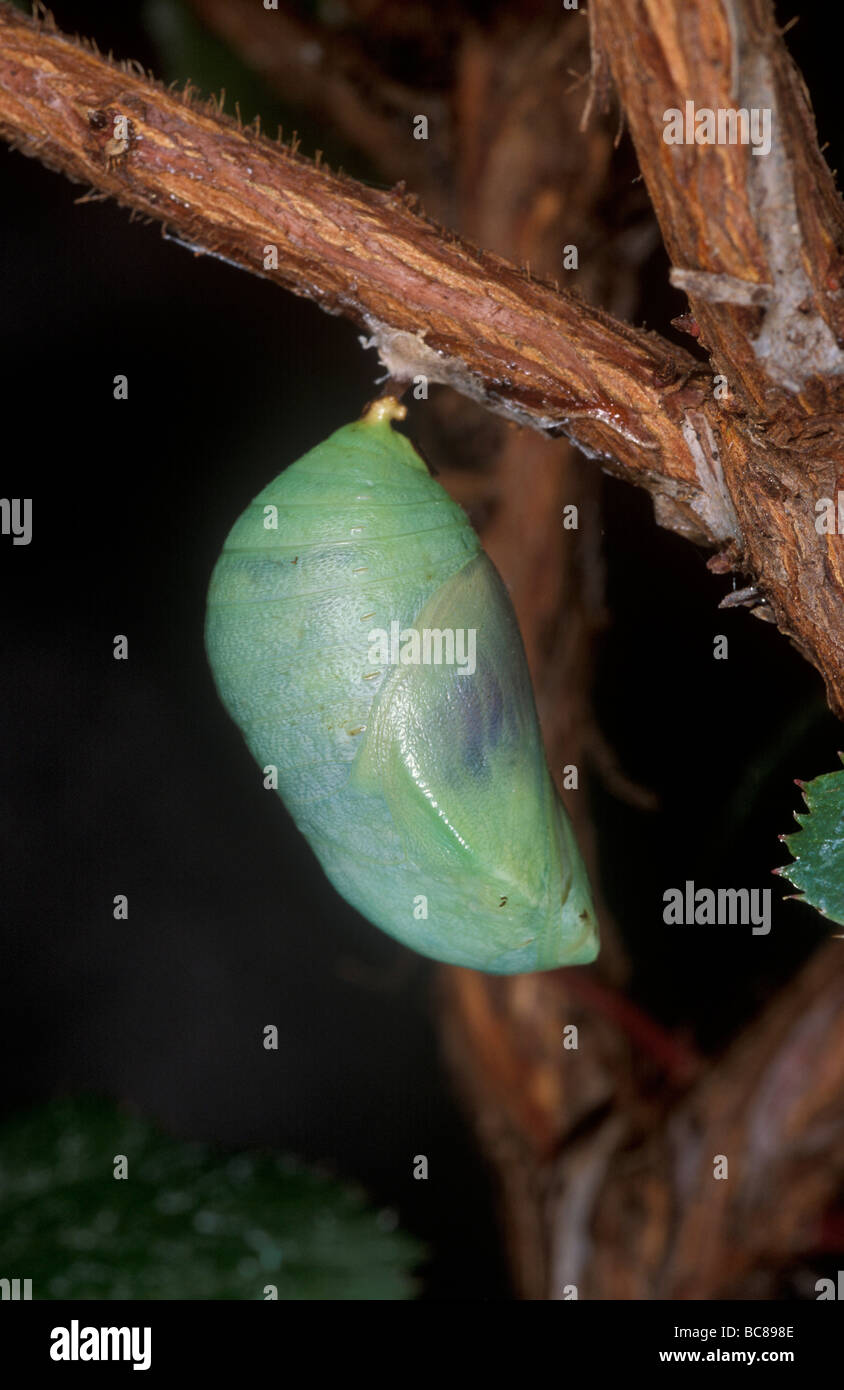 Green butterfly chrysalis hanging from a branch Stock Photo