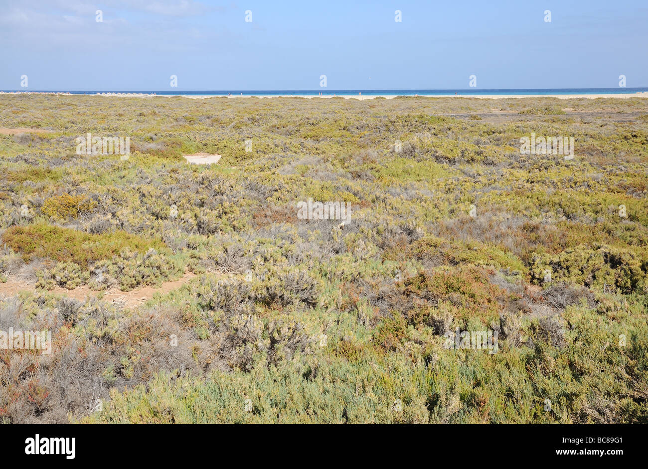 Salt meadow in Jandia Playa, Fuerteventura, Canary Islands Spain Stock Photo