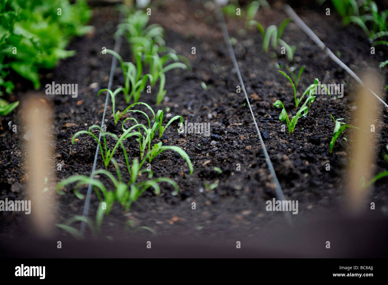 Baby spinach growing hires stock photography and images Alamy