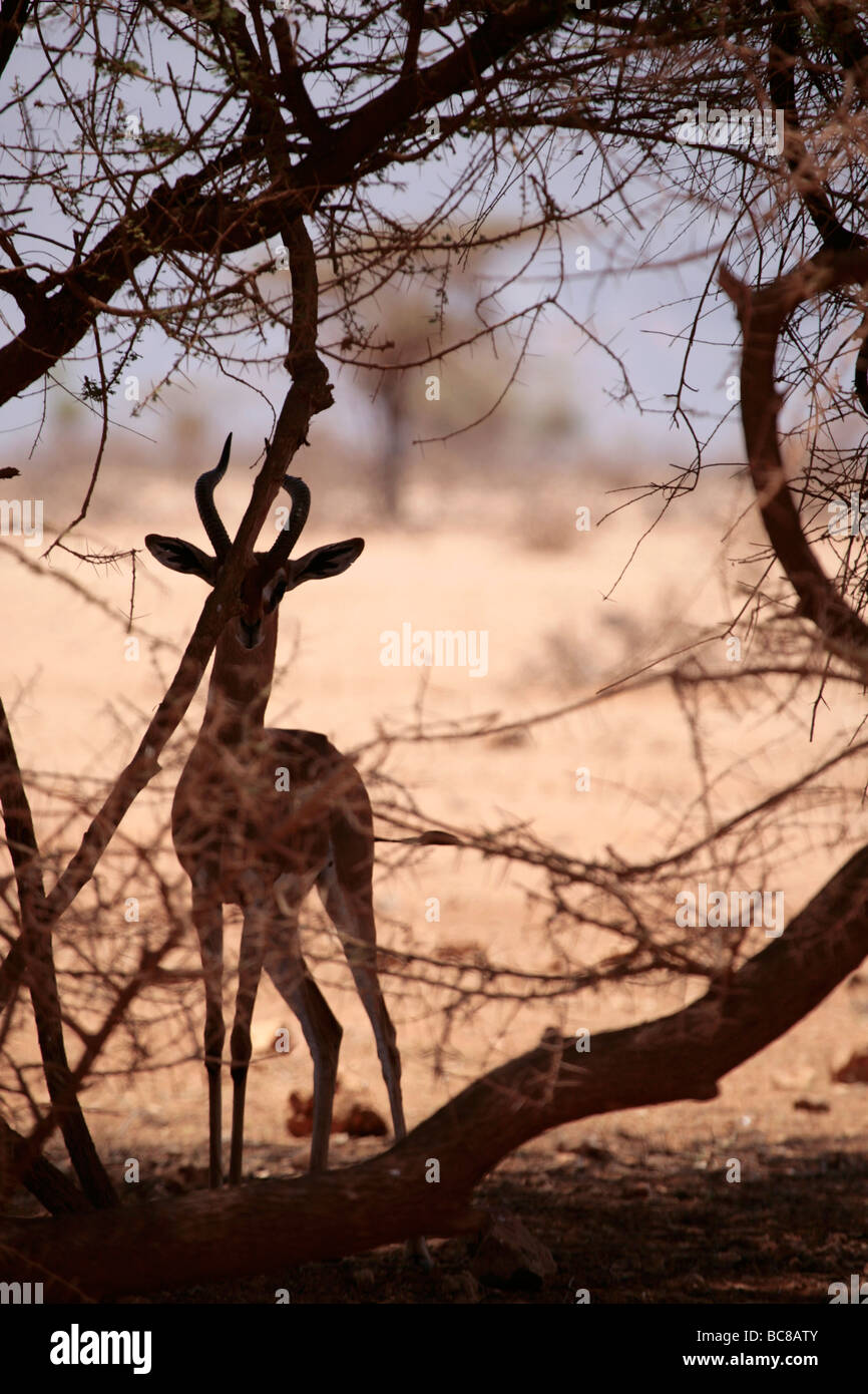 Male Litocranius walleri or Gerenuk antelope hiding in a bush in the North Kenya Desert Stock Photo