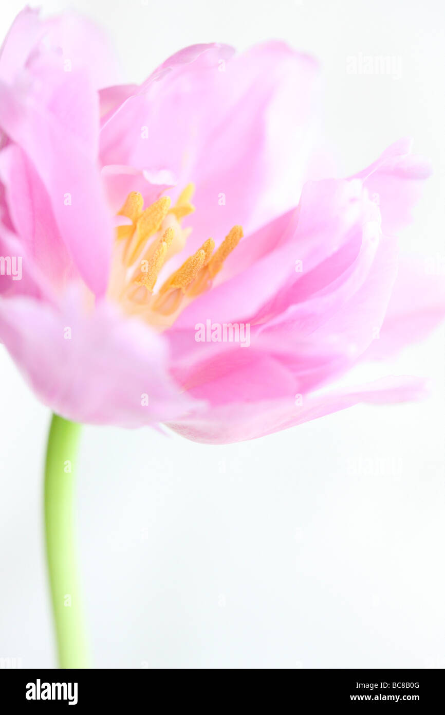 lilac perfection tulip portrait freeflowing ethereal fine art photography Stock Photo