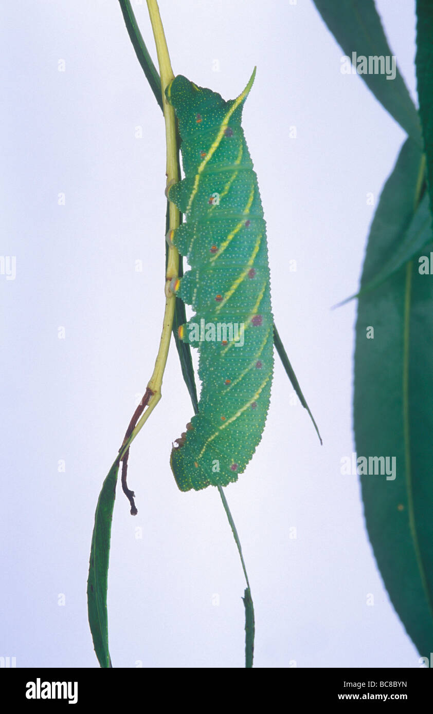 Poplar Hawk moth Caterpillar Laothoe Populi Stock Photo Alamy Poplar Hawk moth Caterpillar Laothoe Populi Stock Photo Alamy