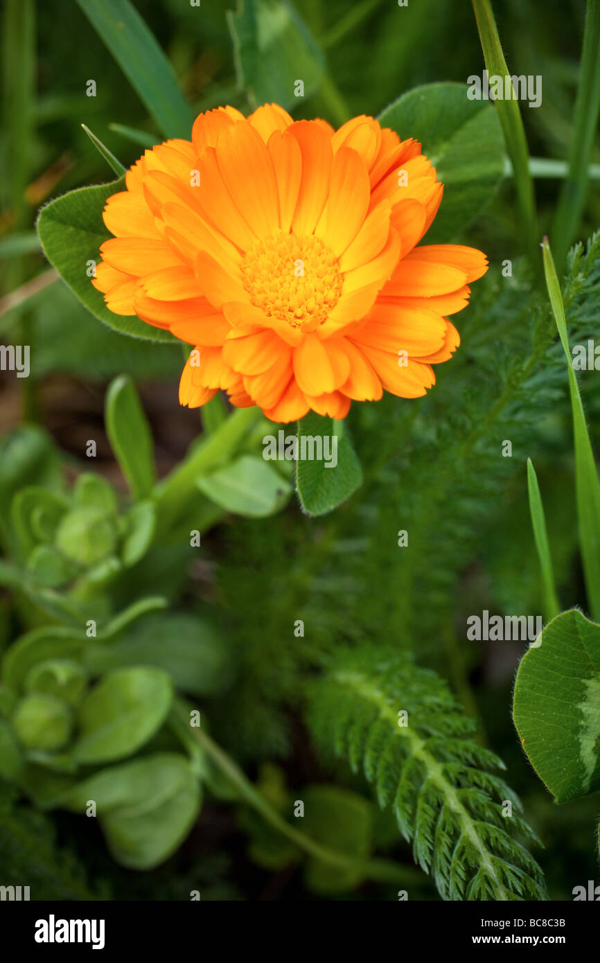 Calendula Burgos Spain Stock Photo