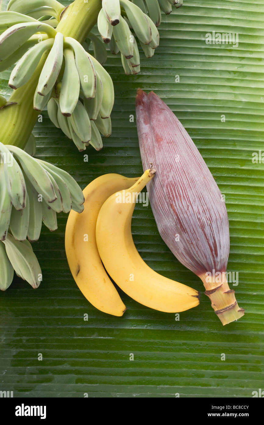 https://c8.alamy.com/comp/BC8CCY/bananas-unripe-ripe-and-banana-flower-BC8CCY.jpg