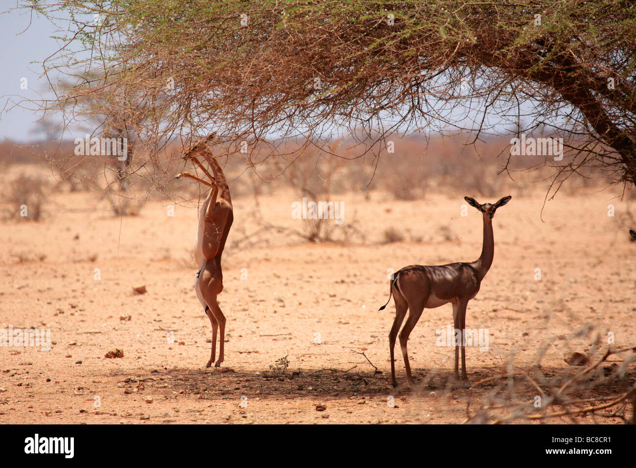 Litocranius walleri or Gerenuk antelope feeding in the North Kenya Desert Stock Photo