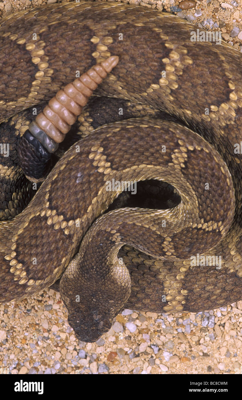 Rattlesnake snake venomous hi-res stock photography and images - Alamy
