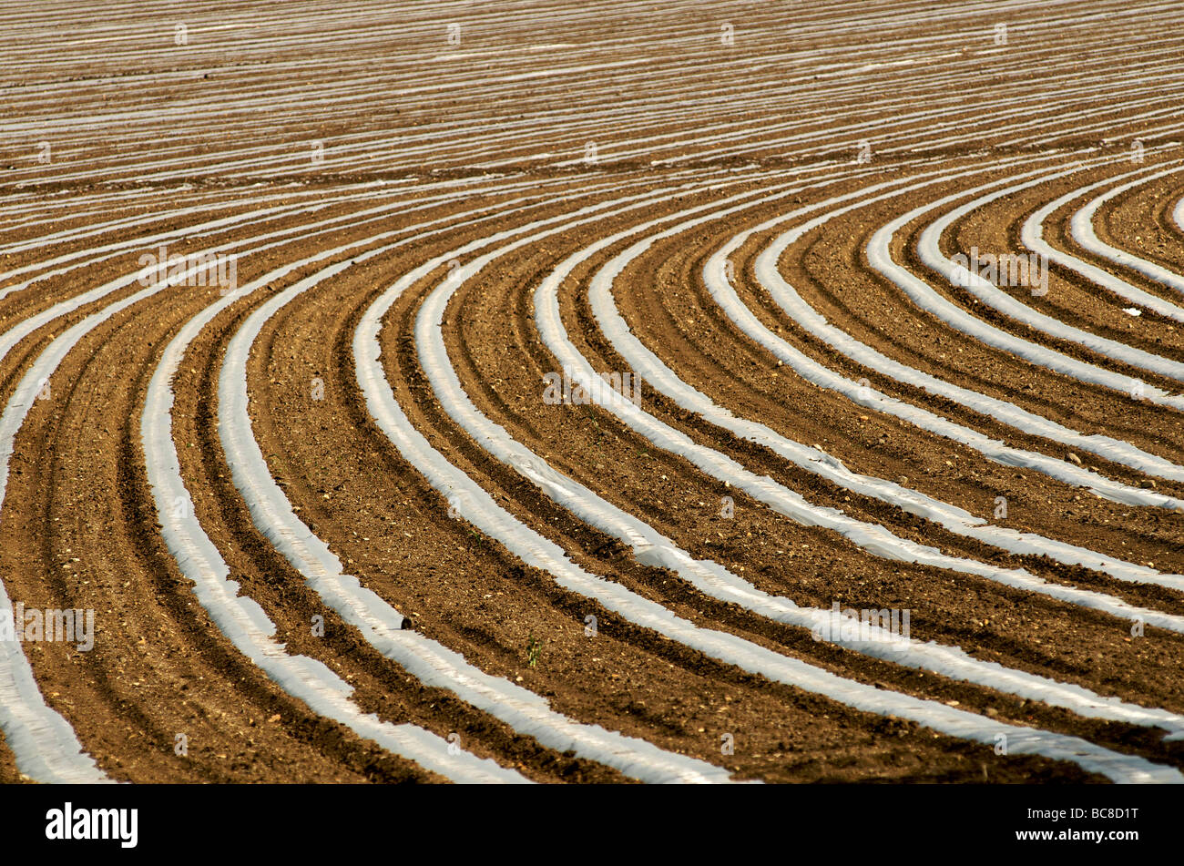 Young Corn Shoots High Resolution Stock Photography and Images - Alamy