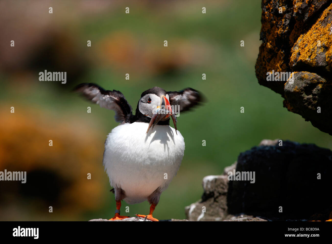 Puffin landing with sandeels in its mouth Stock Photo