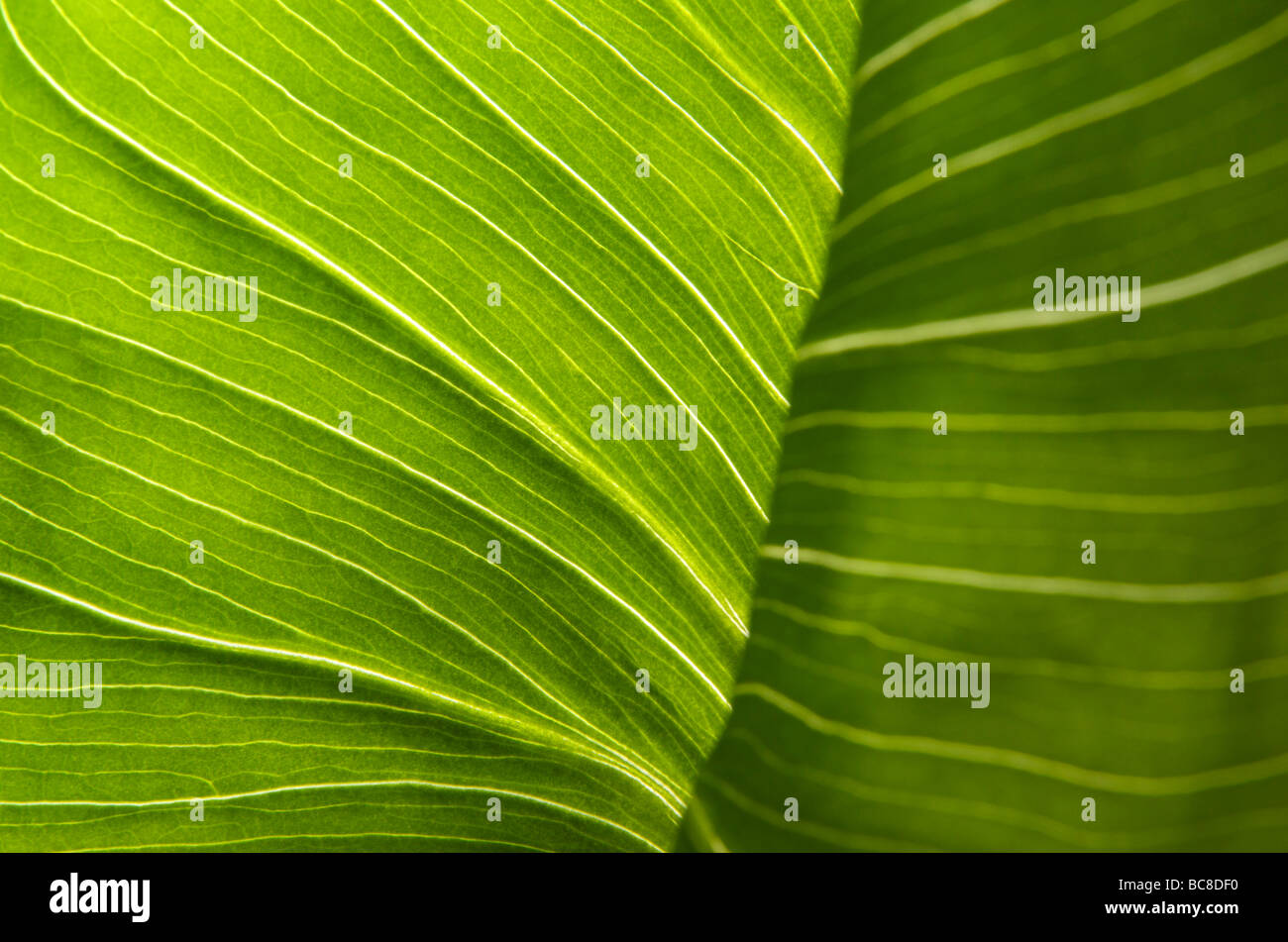 Close-up of leaf of arum lily Stock Photo