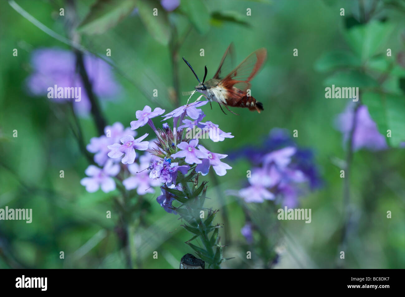https://c8.alamy.com/comp/BC8DK7/hummingbird-moth-hovering-over-and-feeding-on-phlox-flowers-flat-rock-BC8DK7.jpg