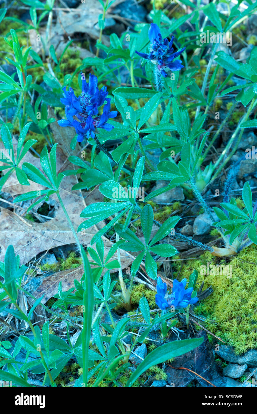 Nashville Breadroot Flowers Flat Rock Cedar Glade State Natural Area Tennessee Stock Photo