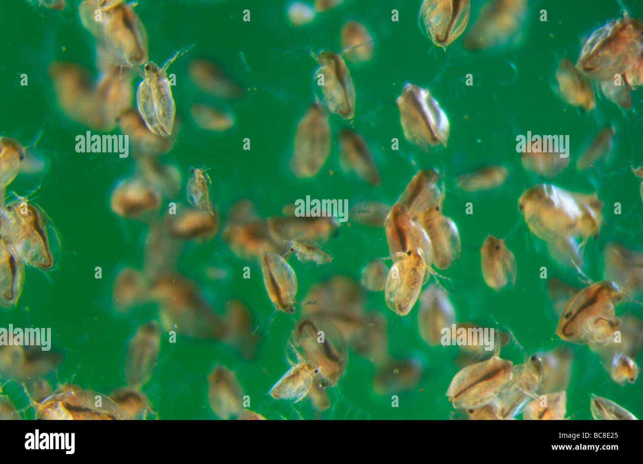 Water Fleas, Daphnia magna Stock Photo