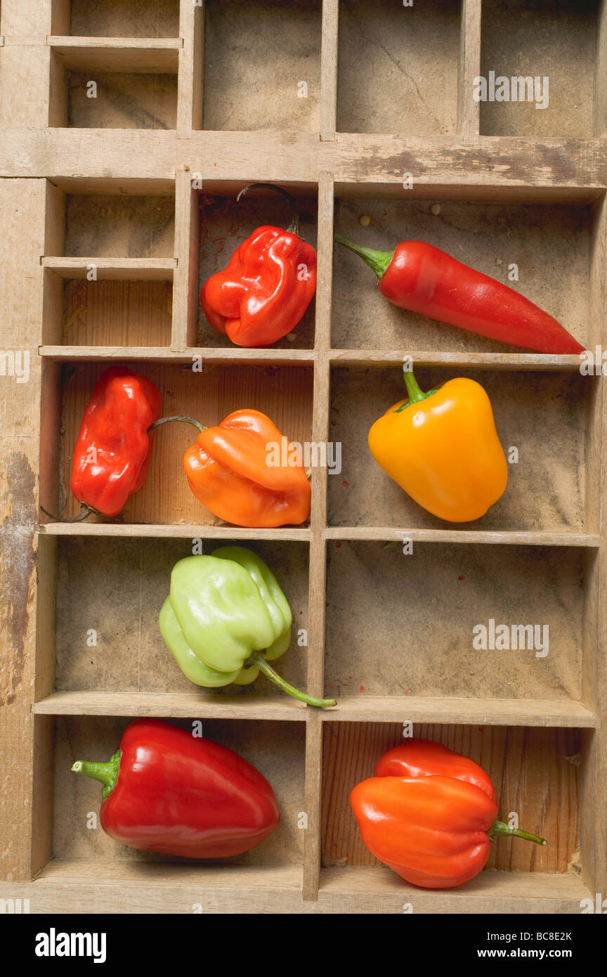 Various peppers and chillies in type case - Stock Photo