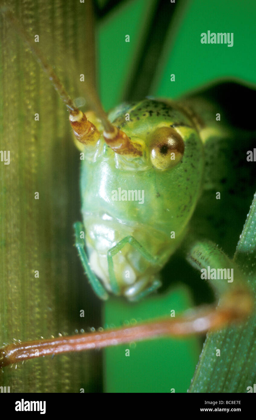 Close up of the head of a Oak Bush-cricket, Meconema thalassinum Stock Photo