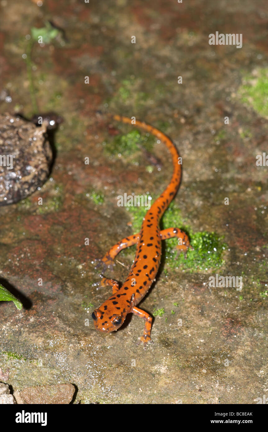 Rare salamander hi-res stock photography and images - Alamy